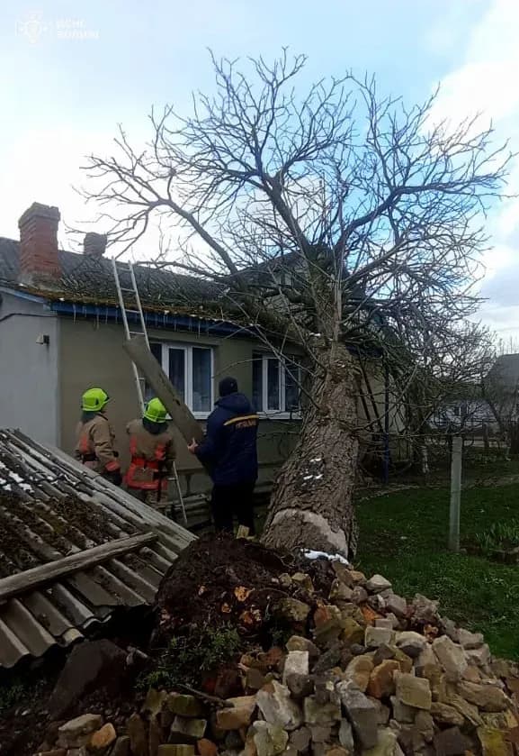 На Волині старий каштан впав на будинок пенсіонерки